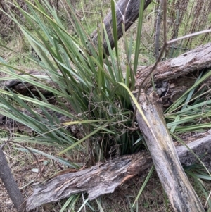 Dianella sp. aff. longifolia (Benambra) at Watson, ACT - 10 Jul 2023 10:52 AM