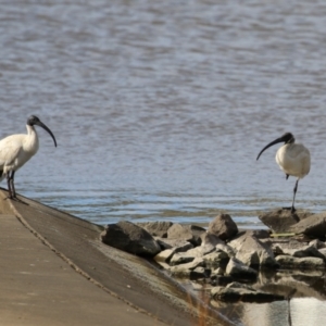 Threskiornis molucca at Coombs, ACT - 10 Jul 2023