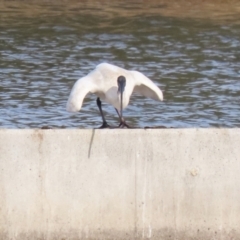 Threskiornis molucca at Coombs, ACT - 10 Jul 2023 01:14 PM