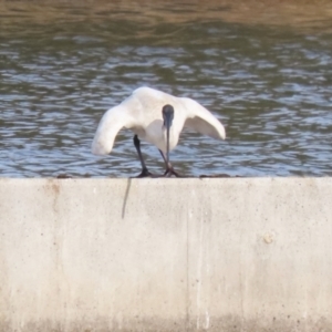 Threskiornis molucca at Coombs, ACT - 10 Jul 2023