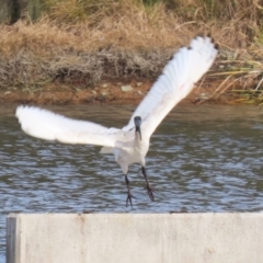 Threskiornis molucca at Coombs, ACT - 10 Jul 2023