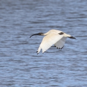 Threskiornis molucca at Coombs, ACT - 10 Jul 2023 01:14 PM