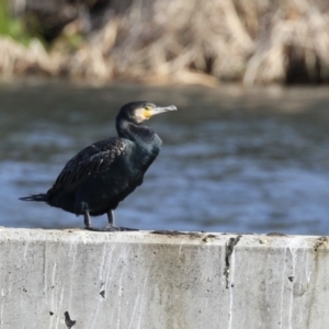 Phalacrocorax carbo at Molonglo, ACT - 10 Jul 2023