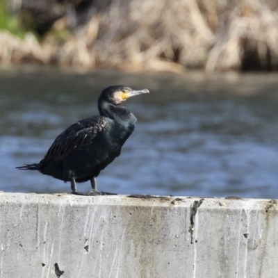 Phalacrocorax carbo (Great Cormorant) at Coombs Ponds - 10 Jul 2023 by RodDeb