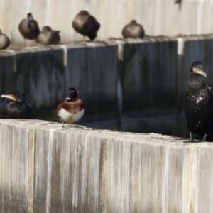 Phalacrocorax carbo at Molonglo, ACT - 10 Jul 2023