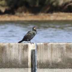 Phalacrocorax carbo at Molonglo, ACT - 10 Jul 2023