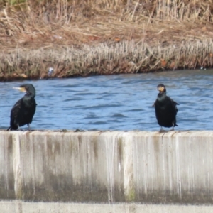 Phalacrocorax carbo at Molonglo, ACT - 10 Jul 2023