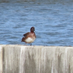 Aythya australis at Molonglo, ACT - 10 Jul 2023