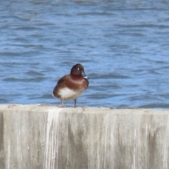 Aythya australis at Molonglo, ACT - 10 Jul 2023