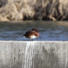 Aythya australis at Molonglo, ACT - 10 Jul 2023