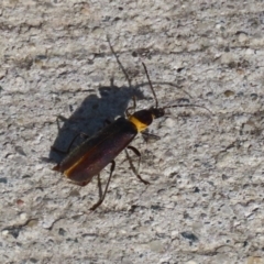 Chauliognathus lugubris (Plague Soldier Beetle) at Coombs Ponds - 10 Jul 2023 by RodDeb