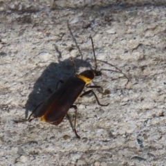 Chauliognathus lugubris at Coombs, ACT - 10 Jul 2023