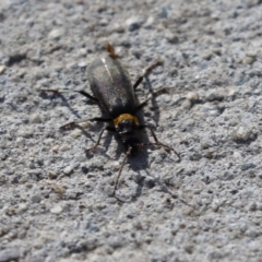 Chauliognathus lugubris at Coombs, ACT - 10 Jul 2023