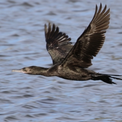 Phalacrocorax sulcirostris (Little Black Cormorant) at Coombs Ponds - 10 Jul 2023 by RodDeb