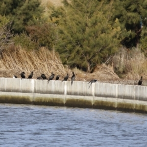 Phalacrocorax sulcirostris at Coombs, ACT - 10 Jul 2023