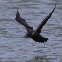 Phalacrocorax sulcirostris at Coombs, ACT - 10 Jul 2023