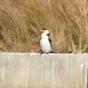 Microcarbo melanoleucos at Molonglo, ACT - 10 Jul 2023