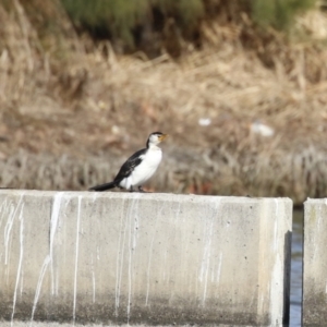 Microcarbo melanoleucos at Molonglo, ACT - 10 Jul 2023