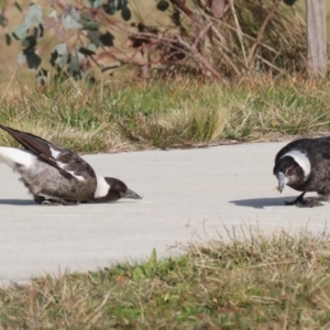 Gymnorhina tibicen at Coombs, ACT - 10 Jul 2023