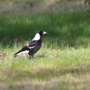 Gymnorhina tibicen at Coombs, ACT - 10 Jul 2023