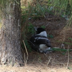 Gymnorhina tibicen at Coombs, ACT - 10 Jul 2023