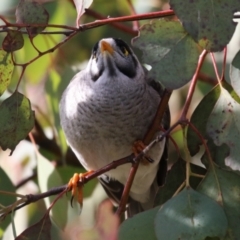 Manorina melanocephala (Noisy Miner) at Coombs, ACT - 10 Jul 2023 by RodDeb