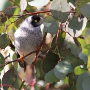 Manorina melanocephala at Coombs, ACT - 10 Jul 2023