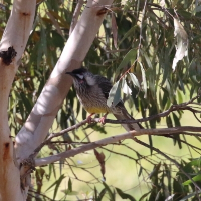 Anthochaera carunculata (Red Wattlebird) at Coombs, ACT - 10 Jul 2023 by RodDeb