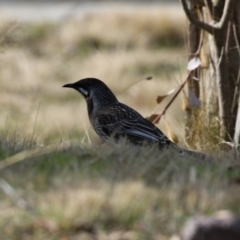 Anthochaera carunculata at Coombs, ACT - 10 Jul 2023