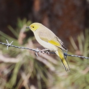 Ptilotula penicillata at Coombs, ACT - 10 Jul 2023