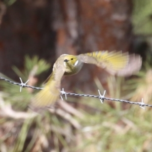 Ptilotula penicillata at Coombs, ACT - 10 Jul 2023