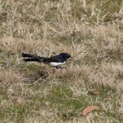 Rhipidura leucophrys at Coombs, ACT - 10 Jul 2023