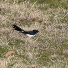 Rhipidura leucophrys at Coombs, ACT - 10 Jul 2023