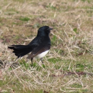 Rhipidura leucophrys at Coombs, ACT - 10 Jul 2023