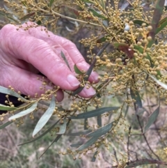 Acacia rubida (Red-stemmed Wattle, Red-leaved Wattle) at Watson, ACT - 10 Jul 2023 by waltraud