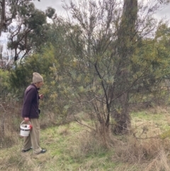 Acacia rubida at Watson, ACT - 10 Jul 2023