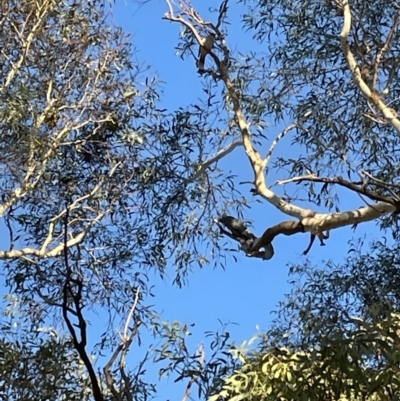 Callocephalon fimbriatum (Gang-gang Cockatoo) at Cook, ACT - 11 Jul 2023 by AdamMc