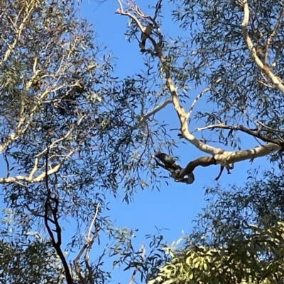 Callocephalon fimbriatum (Gang-gang Cockatoo) at Cook, ACT - 10 Jul 2023 by AdamMc