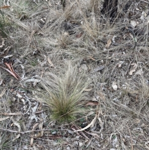 Nassella trichotoma at Watson, ACT - 10 Jul 2023