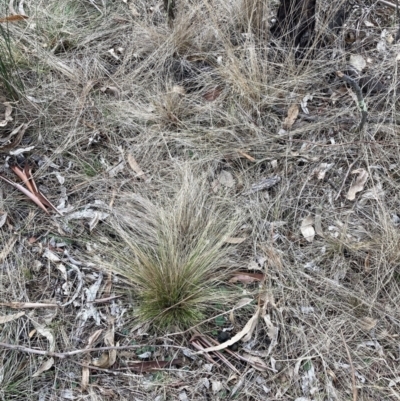 Nassella trichotoma (Serrated Tussock) at Watson, ACT - 10 Jul 2023 by waltraud