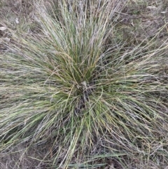 Lepidosperma laterale (Variable Sword Sedge) at Mount Majura - 10 Jul 2023 by waltraud