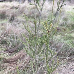 Melaleuca parvistaminea at Watson, ACT - 10 Jul 2023