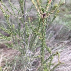 Melaleuca parvistaminea at Watson, ACT - 10 Jul 2023