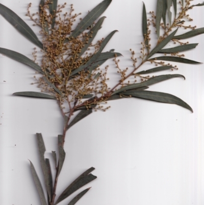 Acacia rubida (Red-stemmed Wattle, Red-leaved Wattle) at Watson, ACT - 10 Jul 2023 by waltraud