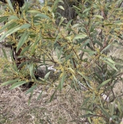 Acacia rubida at Watson, ACT - 10 Jul 2023 11:15 AM