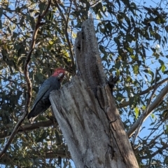 Callocephalon fimbriatum (Gang-gang Cockatoo) at Garran, ACT - 10 Jul 2023 by stofbrew