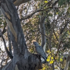 Callocephalon fimbriatum (Gang-gang Cockatoo) at Phillip, ACT - 11 Jul 2023 by stofbrew