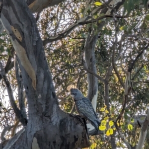 Callocephalon fimbriatum at Phillip, ACT - suppressed