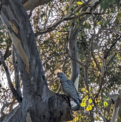 Callocephalon fimbriatum (Gang-gang Cockatoo) at Phillip, ACT - 11 Jul 2023 by stofbrew