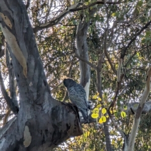 Callocephalon fimbriatum at Phillip, ACT - suppressed